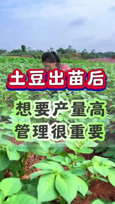 土豆出苗后想要产量高管理很重要#土豆高产种植 #马铃薯种植 #洋芋种植#土豆种植技术#三农种植