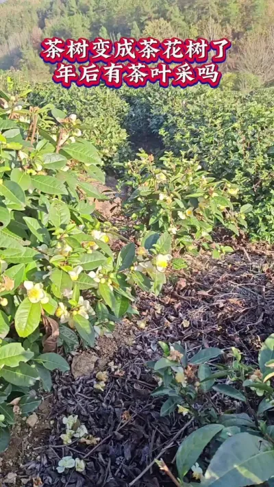 #茶花太多怎么办？#茶树开花结籽防治措施 #冬季茶园养护管理