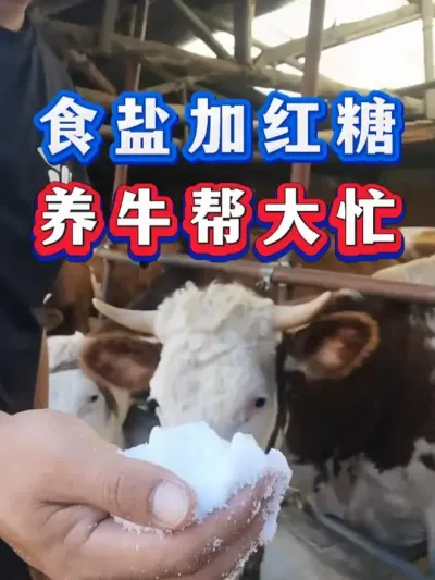 食盐加红糖养牛帮大忙 #每天分享养牛知识  #养牛人  #养牛人 #养殖人加油 #三农养殖