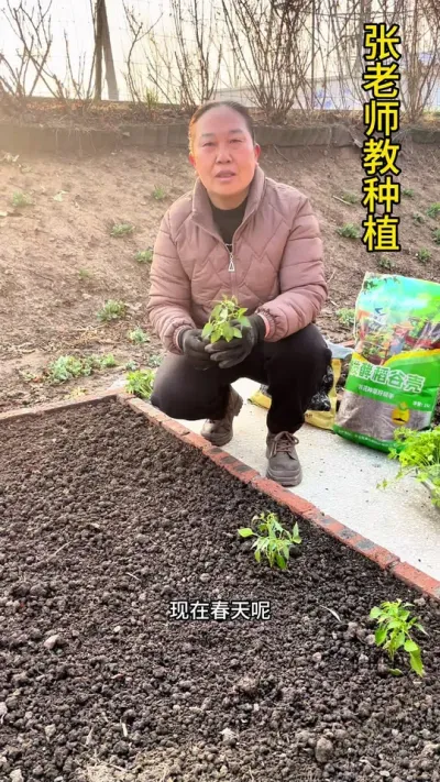 如何栽种辣椒苗#辣椒种植 #关注我一起学种菜 #种植小技巧 #辣椒种植技术