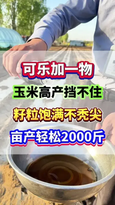 可乐加上这个小东西，玉米高产挡不住！#玉米种植 #玉米高产 #玉米种植管理技术  #玉米施肥