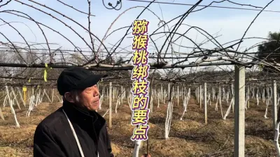 猕猴桃修剪后绑枝的要领 出镜人@农人小七 #种植小技巧 #果树管理 #来抖音学农枝 #新农人计划2024 #田间地头实操干货