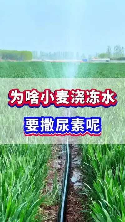 小麦浇冻水之前为啥要撒尿素呢？#小麦种植 #小麦高产 #小麦浇冻水 #小麦施肥