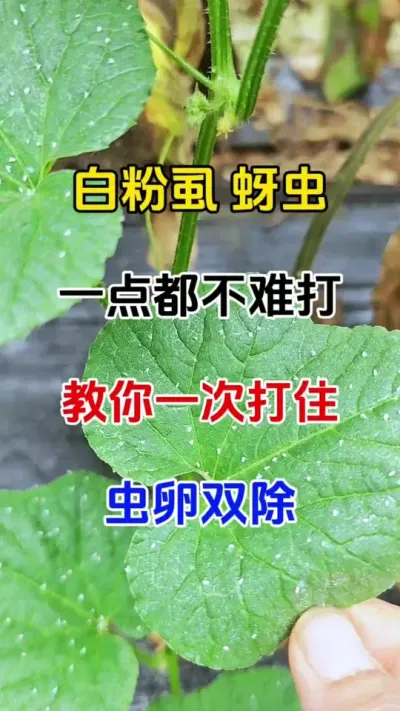 白粉虱打不住，不用愁，教你一次打住#白粉虱的防治方法 #番茄种植#农业种植