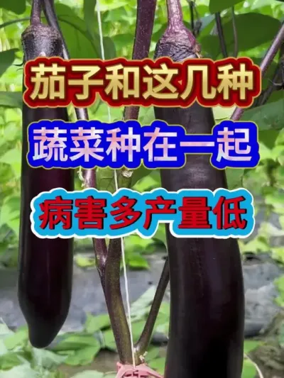 茄子和这几种蔬菜种在一起病害多产量低 #茄子种植 #农业种植 #种植小技巧 #三农 #分享农业知识帮农民增产增收