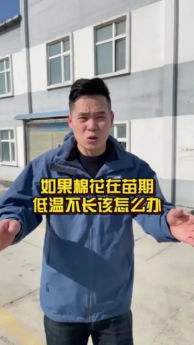 如果棉花在苗期低温不长该怎么办？ #三农流量扶持计划 #棉花种植专家讲座 #关注我每天分享农业植保知识 @抖音小助手
