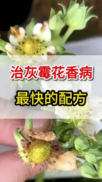 教你一招，灰霉病花香病彻底根治#草莓种植 #草莓🍓 #灰霉病