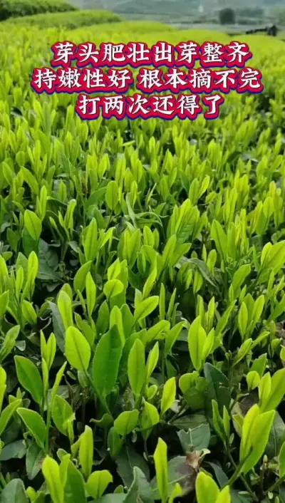 #龙井茶叶基地#春茶龙井茶采摘#茶树种植技术与管理
