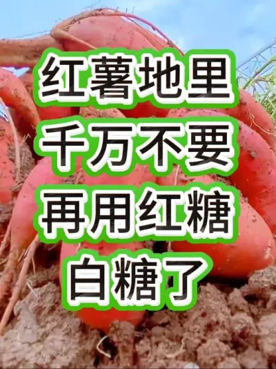 红薯地里蚂蚁都是红糖惹的祸 红薯地里千万不要再用红糖白糖小妙招了#红薯种植#红薯管理 #红薯 #红薯增产 #红薯高产种植