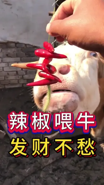 辣椒喂牛发财不愁#新手养牛#养牛#牛羊养殖