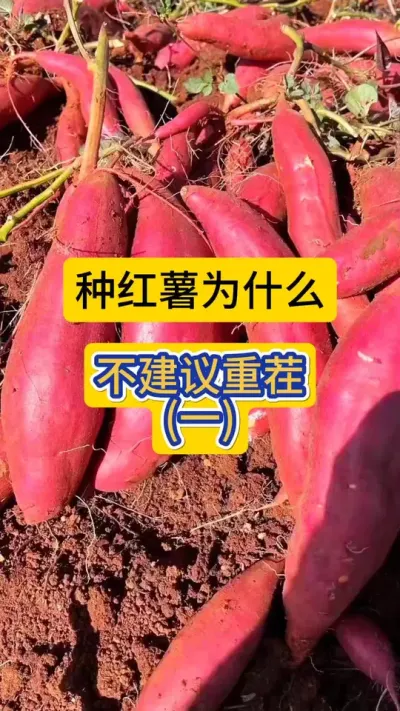 种红薯为什么不建议重茬？#红薯种植 #重茬 #重茬地种红薯 #农技知识分享 #农业知识