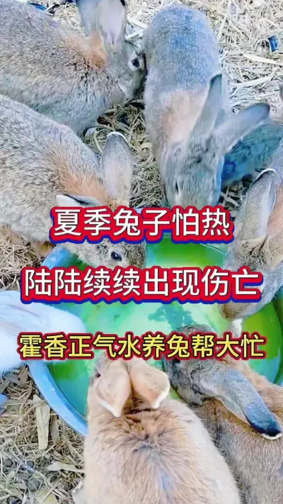 夏季兔子怕热，陆陆续续伤亡，如何防暑降温，霍香正气水养兔帮大忙#养兔人 #兔子#养兔人 #兔子养殖 #肉兔养殖 #养兔