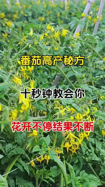 番茄高产秘方。十秒钟教会你开花不停，结果不断，产量大增#促花保果 #促花肥 #番茄种植