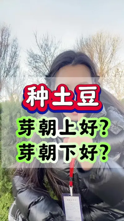 种土豆芽朝上好？芽朝下好？#土豆高产种植 #马铃薯 #洋芋 #土豆种植 #种土豆