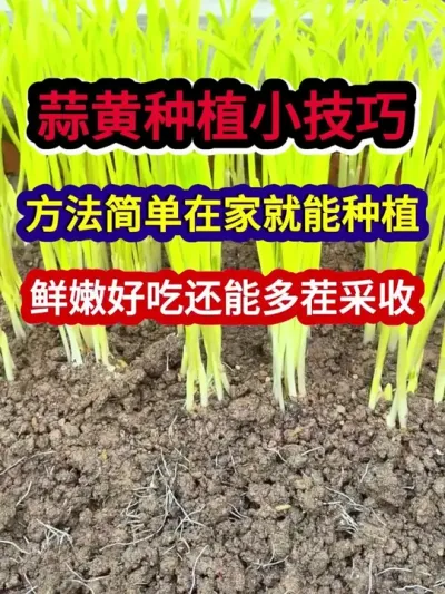 蒜黄种植小技巧方法简单在家就能种植鲜嫩好吃还能多茬采收 #蒜黄种植 #蒜黄种植方法 #农业种植 #三农种植 #分享农业知识帮农民增产增收