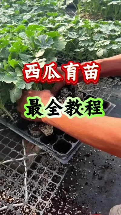 西瓜种植 西瓜育苗最全教程#西瓜种植#西瓜管理#西瓜育苗