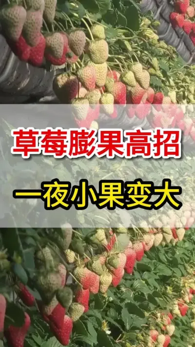 草莓最牛膨果高招，你知道么#膨果增甜