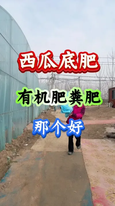 西瓜种植 西瓜底肥用有机肥粪肥那个好#西瓜种植#西瓜管理#早春西瓜#西瓜底肥