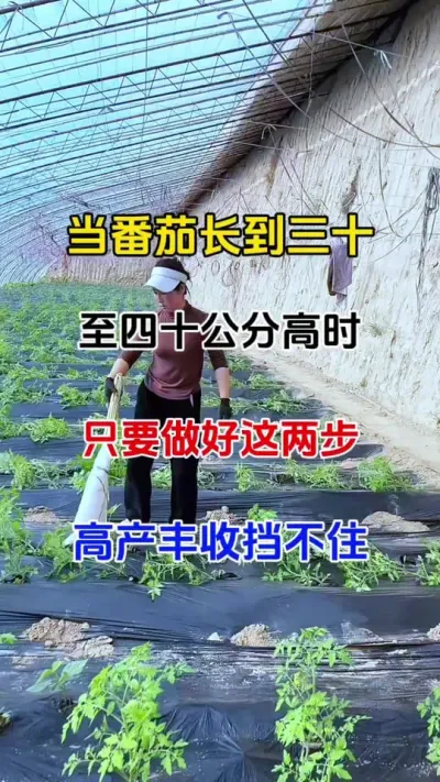 番茄苗期管理，做好这两项，高产丰收挡不住#西红柿种植 #膨果上色增甜 #番茄种植