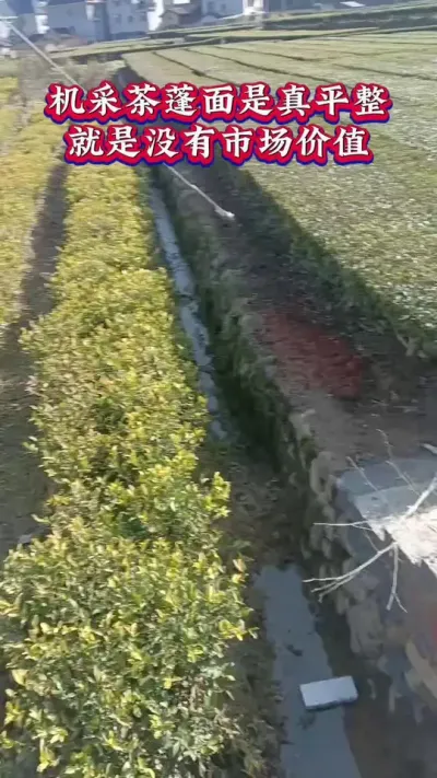 #机采茶和人工采茶区别 #茶树种植技术与管理