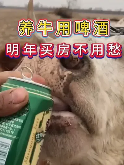 养牛用啤酒明年买房不用愁 #三农 #养牛 #养殖 #养牛人