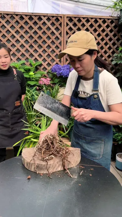 家里的兰花，全都烂根了，可以用这个小方法救活它#兰花 #花卉绿植 #种植小技巧