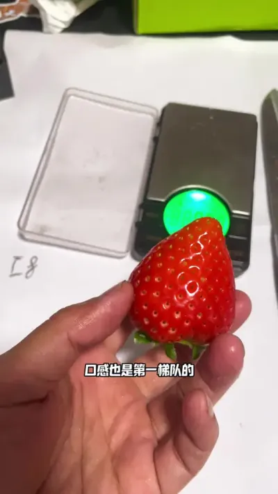 草莓有多甜？ 你喜欢什么口味的草莓？纯甜的？酸甜的？浓郁的？甜糯的？脆甜的？各种水果香味的？#盆栽草莓 #我吃草莓尖尖你吃草莓屁屁 #记录我的种植生活 #三农 #阳台种植