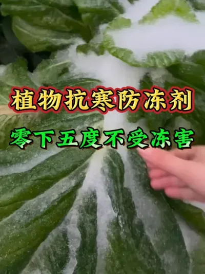 天气越来越冷，寒流来袭，家里种植的瓜果蔬菜小麦大蒜油菜等作物一定要提前用上防冻剂#蔬菜防冻剂 #防冻剂 #作物防冻剂 #三农 #农业