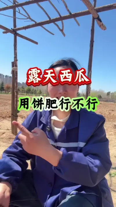西瓜种植 露天西瓜用饼肥行不行#西瓜种植#西瓜管理#西瓜高产