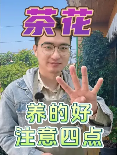 茶花想要养得好，注意这四点! #养花 #花卉绿植 #茶花