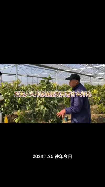 果树浇水浇肥，不能乱来！下肥要配合浇水！#果树用肥 #果树浇水 #果树管理 #种果树的苏老师