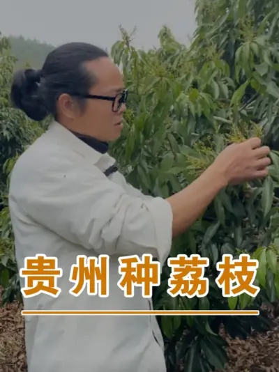 贵州能种荔枝吗？#广西灵山荔枝果苗#农业创业#抖音新农人计划2025#吕老师种果苗
