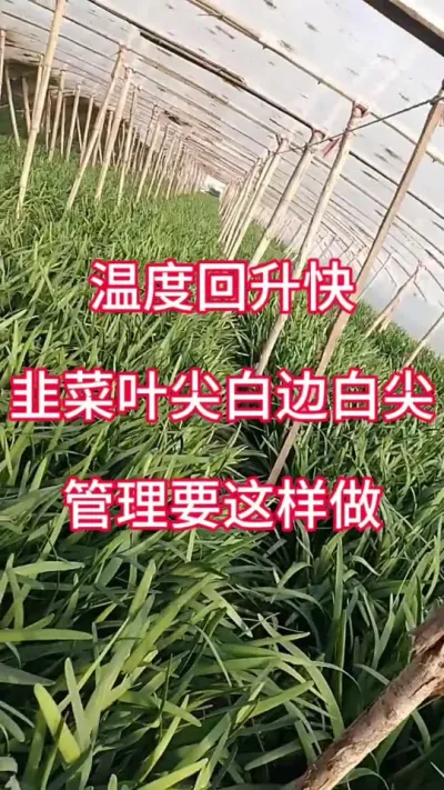 温度回升快，韭菜叶尖白尖白边，管理要这样做。#韭菜种植 #韭菜管理 #韭菜干尖黄叶 #韭菜白尖 #韭菜管理技术