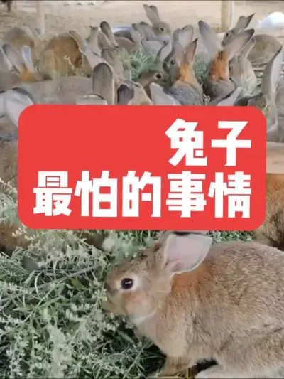 兔子最怕的事情 #兔子#养殖#养兔#三农#养兔人