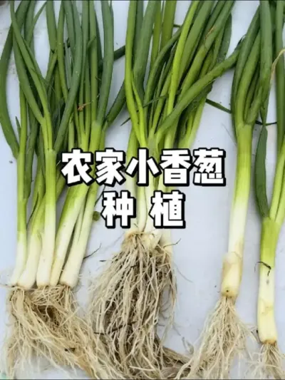 小香葱种植方法，小香葱怎么种 #农业种植 #三农 #种植 #种菜