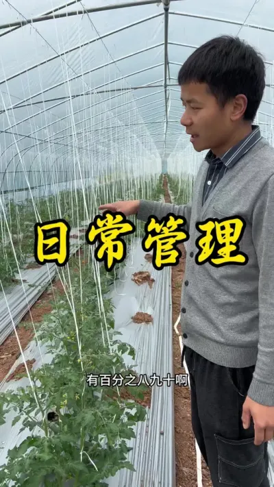 种大棚一点都不能马虎，每天都需要给它通风排湿#返乡创业新农人 #记录我的种植生活 #西红柿种植
