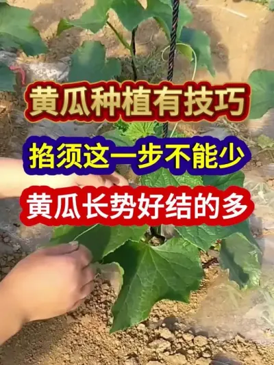 黄瓜种植有技巧掐须这一步不能少黄瓜长势好结的多 #黄瓜种植 #农业种植 #种植小技巧 #三农 #分享农业知识帮农民增产增收