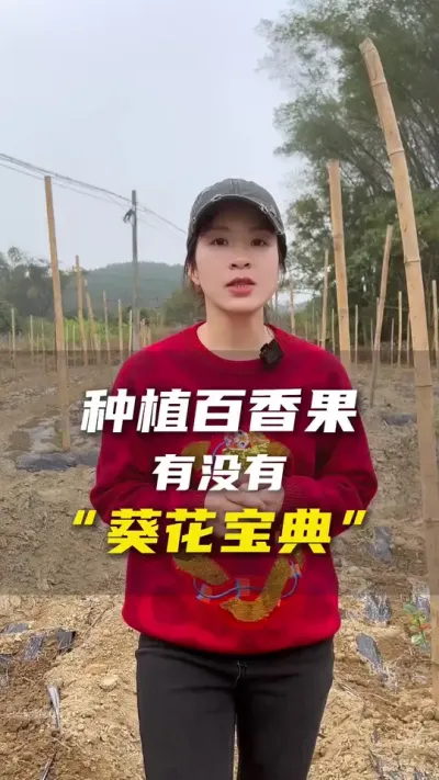 农业（百香果）种植到底有没有葵花宝典？#百香果#百香果种植技术 #三农
