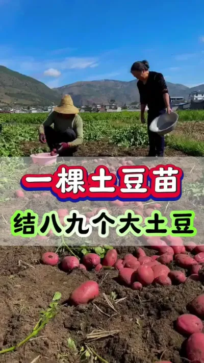 一棵土豆苗结八九个大土豆#土豆种植 #土豆高产种植 #洋芋 #马铃薯 #红皮土豆
