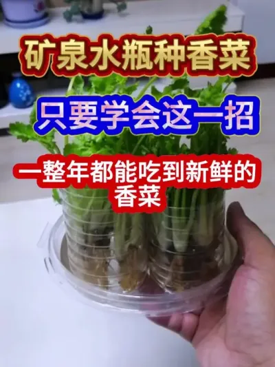 矿泉水瓶种香菜只要学会这一招一整年都能吃到新鲜的香菜 #香菜种植 #农业种植 #三农 #种植小技巧 #分享农业知识帮农民增产增收