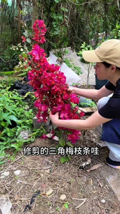 三角梅修剪下来的枝条不要扔，学会扦插，你就有不完的三角梅 #三角梅 #花卉绿植 #扦插