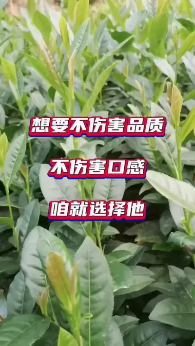 #茶叶增产提质 #茶树种植技术与管理 #茶树管理技术与指导 #茶园管理