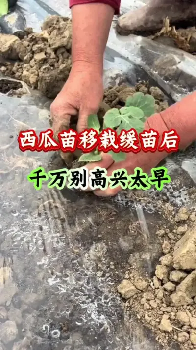西瓜种植 西瓜苗移栽缓苗后千万别高兴太早#西瓜种植 #西瓜管理#西瓜高产#西瓜病害