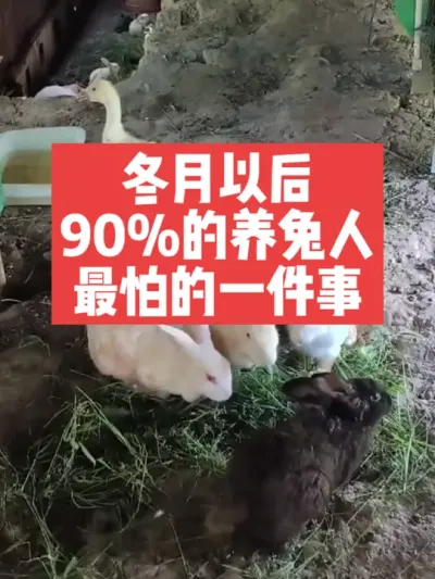 冬月以后，90%的养兔人最怕的一件事 #兔子#三农#养殖#养兔人