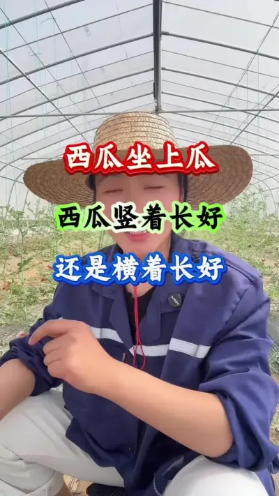 西瓜种植 西瓜坐上瓜竖着长好还是横着长好 #西瓜种植 #西瓜管理 #病害防治 #西瓜高产