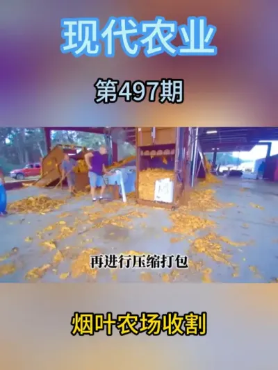 烟叶农场收割 #农业种植 #抖音助农 #现代农业机械 #三农 #科技农业创新农业