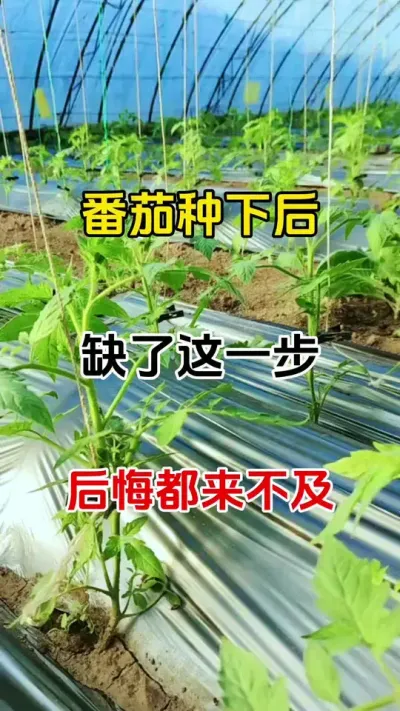 番茄种下后，做好这一步，让您番茄从种下到采购收都没病害#西红柿种植 #三农种植 #助力农友增产增收