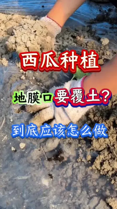 西瓜种植 地膜口要覆土应该怎么做#西瓜种植#西瓜管理