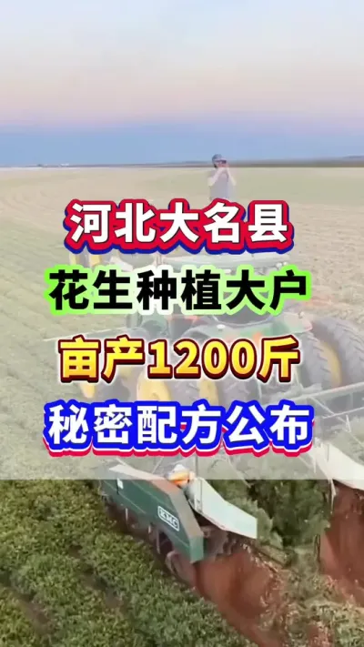 河北大名县花生种植大王，亩产1200斤，秘密配方公布！#花生种植  #花生高产  #花生种植管理技术  #增产增收