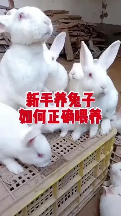 新手养兔如何正确喂养#兔子 #养兔人 #肉兔养殖 #养兔子注意事项 #科学养兔